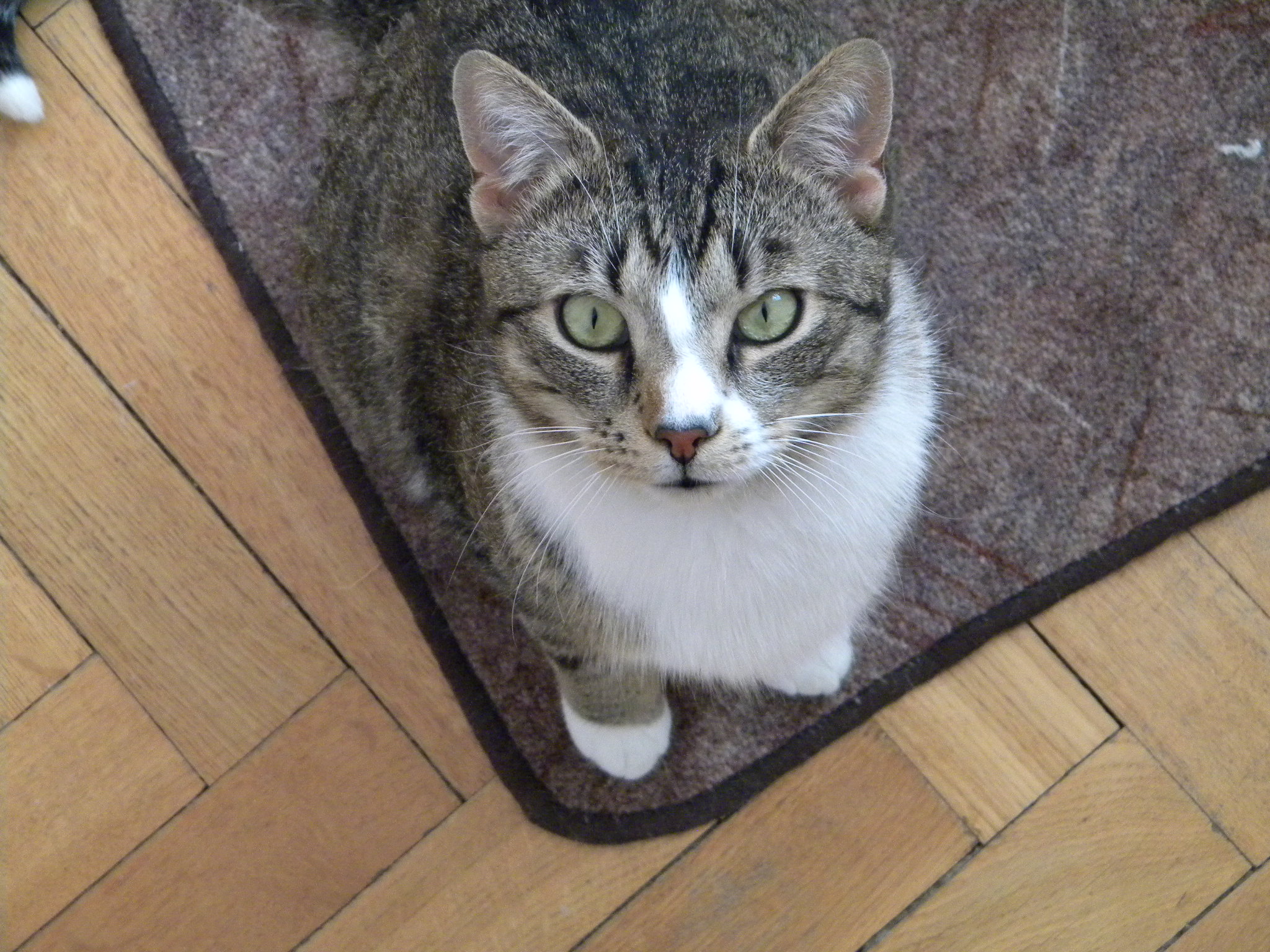 Radomszczańskie <br>Towarzystwo <br>Opieki <br>nad Zwierzętami